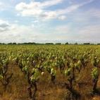 Hay una zona de las hectáreas de viñedos que alberga las viñas más antiguas; estas producen mucha menos uva pero de mucha mayor calidad. De esas frutas sale el vino de gama más alta de estos productores.