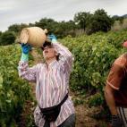 Laura Rodríguez, de 38 años, bebe agua mientras recoge las uvas
