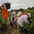 Víctor García, de 17 años, lleva un cubo lleno de racimos de uvas