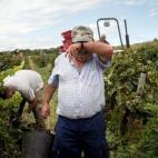 Juan Vilches, de 61 años, se seca el sudor de la frente mientras recoge las uvas