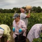 Según datos de UGT, cada año 15.000 emigrantes que se trasladan a diferentes zonas de Francia para recoger la uva