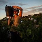 Antonio García, de 26 años, lleva un cubo lleno de racimos de uvas