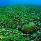 Fondo de (Cymodocea nodosa) y el alga verde (Codium bursa). Punta Entinas-El Sabinar, Almería, Spain. 2009. Foto de Carlos Minguell, cortesía Oceana.