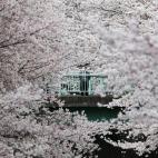 Un hombre observa los cerezos en plena época de floración en Tokio, Japón.