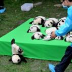 Un cachorro de oso panda se cae mientras 23 pandas nacidos en 2016 son expuestos en una pantalla en la base de investigación de Chengdu.