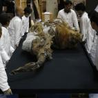 Varios trabajadores japoneses cargan con Yuka, el mamut de hace 39.000 años.