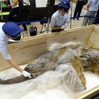 Miembros de aduanas de Japón inspeccionan el cuerpo del animal prehistórico a su llegada a Yokohama, al sur de Tokio.