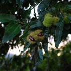 Este fruto se pude por toneladas en Galicia y los fundadores de Quercus creen que podría sacársele rendimiento económico. Al proceder del castaño, un árbol autóctono, este cultivo respetaría la flora del lugar.