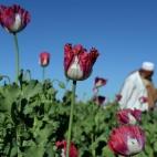 Un granjero afgano trabaja en un campo de opio a la afueras de Jalalabad (Afganistán).