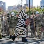 Los vigilantes del zoo Ueno de Tokio (Japón) ensayan un simulacro de fuga de cebras con un trabajador disfrazado.