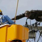 El chimpancé macho Chacha grita después de escapar del Parque Zoológico de Yagiyama mientras un hombre intenta capturarlo sobre el cableado eléctrico en Sendai, al norte de Japón, el 14 de abril. Al final consiguieron cogerlo tras dispararl...
