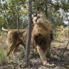 Un león del Emoya Big Cat Sanctuary disfruta de su nuevo recinto el 1 de mayo en Vaalwater (Sudáfrica). Un total de 33 leones que anteriormente estuvieron en el circo fueron trasladados a Sudáfrica antes de ser liberados en una reserva privada.