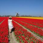 El mar de tulipanes y jacintos de Lisse es uno de los paisajes más bellos del mundo. Este manto de mil colores que cubre los campos es algo único en Holanda. Uno de los puntos principales en los que se puede disfrutar de las vistas son los jar...