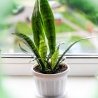 Esta planta, también llamada sansevieria, es famosa por soportar condiciones extremas. Puede sorportar periodos largos de sequía.