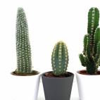Clásico entre los clásicos, el cactus es una de las plantas más resistentes. Acostumbrada a vivir en el desierto, aguanta bien en casas con calefacción y también la sequía. Eso no significa que pueda vivir sin agua, necesita riego y luz.