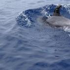Un delfín, el primero que se retrata afectado por el vertido del buque ruso.