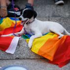 Un perro sobre la bandera arco&iacute;ris.