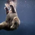 Ida, un oso polar de 19 años, nada en su recinto del zoo de Central Park el 12 de octubre de 2005 en Nueva York. Grupos ecologistas como Greenpeace, el Centro de Diversidad Biológica y el Consejo de Defensa de los Recursos Naturales acababan d...
