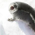 Una cría de foca de Groenlandia navega sobre un trozo de hielo el 31 de marzo de 2008 por el Golfo de San Lorenzo, cerca de Charlottetown, Canadá. Durante la temporada anual de caza del país el Gobierno permitió la caza de 275.000 focas. Muc...