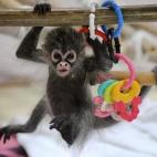 Un bebé de mono araña llamado Estela juga con su abuela Sonya en el zoo de Melbourne (Australia) el 6 de mayo de 2011. Estela fue abandonada nada más nacer por su madre, Sunshine, y los cuidadores tuvieron que dedicarse las 24 horas del día ...