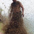 Esta foto del 9 de abril de 2014 muestra a She Ping, un apicultor de 34 años de Chongqing (China), cubierto de un ejambre de abejas en una pequeña colina. Liberó a más de 460.000 abejas y las atraje a su cuerpo, construyéndose un traje de 4...