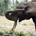 Un elefante se encuentra en su recinto en Abidjan Zoo. Durante la guerra civil de Costa de Marfil.