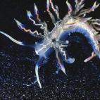 Según ESF, es el eslabón perdido entre dos tipos de babosas de mar —las que comen hidroides y las que se alimentan de coral—. Mide entre 17 y 28 mm y habita en las islas japonesas Ryukyu.