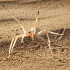 Esta araña que vive en Marruecos escapa del peligro de una manera peculiar: dando volteretas. Esta técnica le permite moverse el doble de rápido que si lo hiciera corriendo.