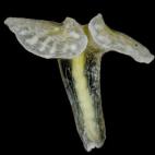 Este animal multicelular fue hallado a mil metros de profundidad en el mar de Australia. Debido a su parecido con los fósiles precámbricos, los investigadores apuntan que podría ser considerado como un fósil viviente.
