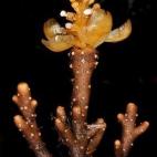 Esta planta con forma de coral está amenazada, ya que sólo se tiene constancia de la exitesncia de 50 ejemplares. Se encuentra en Filipinas en altitudes entre los 1.465 y los 1.735 metros. Es parásita, ya que toma nutrientes de otras plantas.