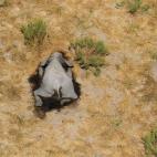 Botsuana investiga la misteriosa muerte de 275 elefantes en los últimos días