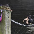 Un ave camina sobre una cadena mientras lleva material para construir el nido de su compañero en el lago Serpentine en Londres, Inglaterra.