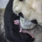 Pandas Gone Wild. Ami Vitale, EEUU.