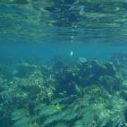 En esas aguas translúcidas, el ecosistema es frágil. Sus manatíes y cocodrilos marinos peligran.