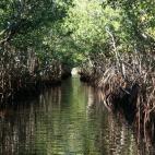 Situados en Florida (Estados Unidos), los Everglades también están en peligro por el crecimiento urbano de las zonas del entorno y por el drenaje de las aguas.