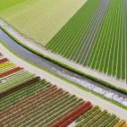 Tercer premio en categoría 'lugares': campo de tulipanes en Holanda.