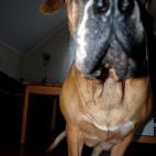 El Boerboel es el nuevo perro de la ciudad, a pesar de ser bastante novedoso: fue reconocido por la American Kennel Club en 2015. También se le llama mastín sudafricano. Pueden pesar 90 kilos. Debido a su carácter activo no son aptos para vi...