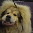 Este perro no es un león y tampoco lleva una peluca. Según la AKC, el mastín tibetano es inteligente, reservado e independiente. Si bien puede ser amable con extraños, es realmente fiel a su familia. Puede pesar más de 68 kilos.