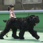 Es realmente leal. Este perro crecerá para convertirse en el protector de la familia y entregarle todo su amor. Puede llegar a pesar 65 kilos.