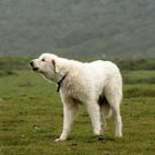 ¿Cuánto pesa un oso polar? Mucho más que este amigo peludo, pero se parecen bastante. Ambos son nativos del Ártico. Este perro es fuerte y pesa más de 54 kilos. Es dócil y muy cariñoso con sus familia, pero no con los intrusos.