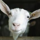 Goat looking at camera