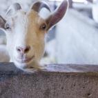 White goat curiously peers over his pen to see what we are doing. He looks like he is smiling. Cute and comical shot.