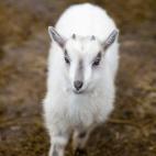 White goat kid, high angle view