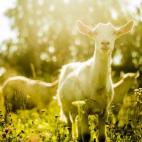 Goats grazing in rural field