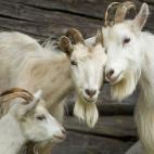 Family of goats in the village