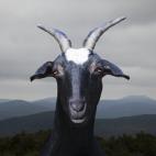 Goat in front of mountains