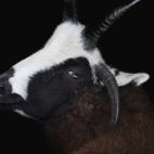 Studio Shot of a Goat on Black Background