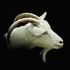 Goat against black background, close-up