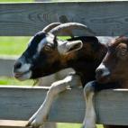 Goats peeking from pen
