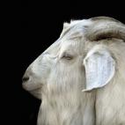 Goat, studio shot, side view of head